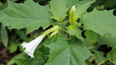 14:30: Schnittgut. Alles aus dem Garten | BR Fernsehen | 3/30 2026