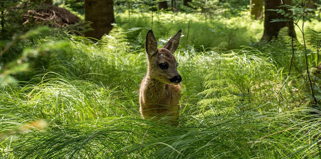 17:15: Erlebnis Erde: Unsere Wälder | WDR Fernsehen | 11/23 2025
