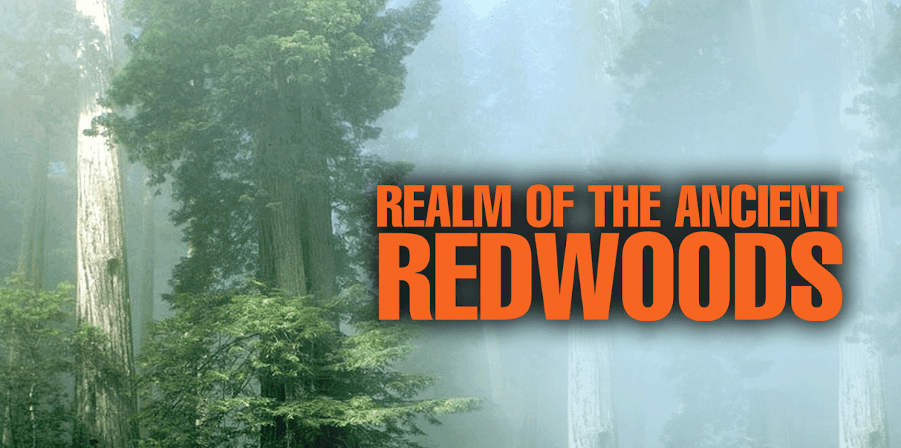 Realm of the Ancient Redwoods (2014)