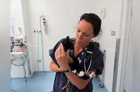 Kitten Rescuers: Episode 7