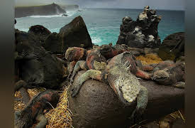 The National Geographic Guide to Landscape and Wildlife Photography: Photographing Island Wildlife