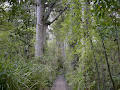 Neuseeland - Wald der Riesen