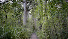 Neuseeland - Wald der Riesen