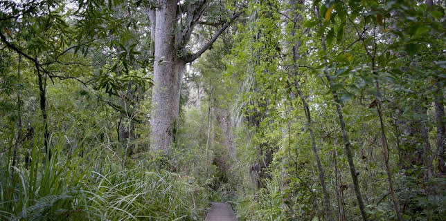 16:49: Neuseeland - Wald der Riesen | Arte | 11/20 2025