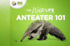 The Wild Life: The Giant Anteater