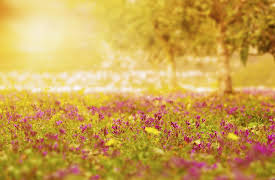 How to Grow Anything: Your Best Garden and Landscape in 6 Lessons: Design for Light, Water, and Microclimate