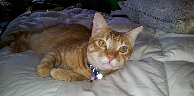 23:00: Bad Dog (S3 E1) (S3) | Animal Planet | 2/3 2026