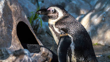 01:30: Meet The Penguins (S1 E3) (S1) | Animal Planet | 6/14 2026