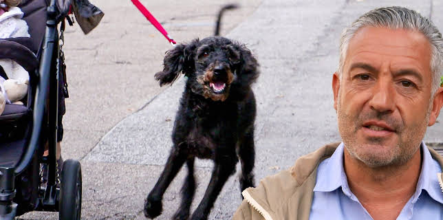 11:10: Hunde verstehen! | WDR Fernsehen | 3/2 2026