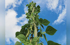 A Childrenâ€™s Guide to Folklore and Wonder Tales: "Jack and the Beanstalk": Archetypes