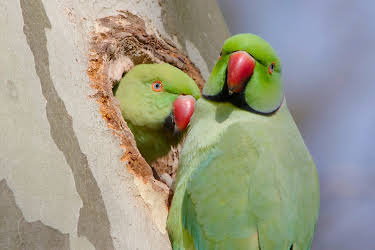 13:55: Freche Viecher (2/3) | 3SAT | 5/4 2026