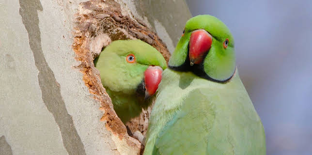 14:00: Freche Viecher (2/3) | 3SAT | 1/12 2026