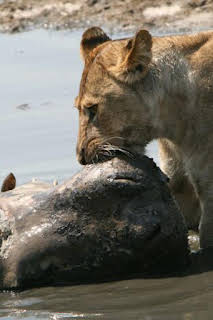 07:45: El reino costero de los hipopótamos | Nat Geo Wild | 8/29 2026