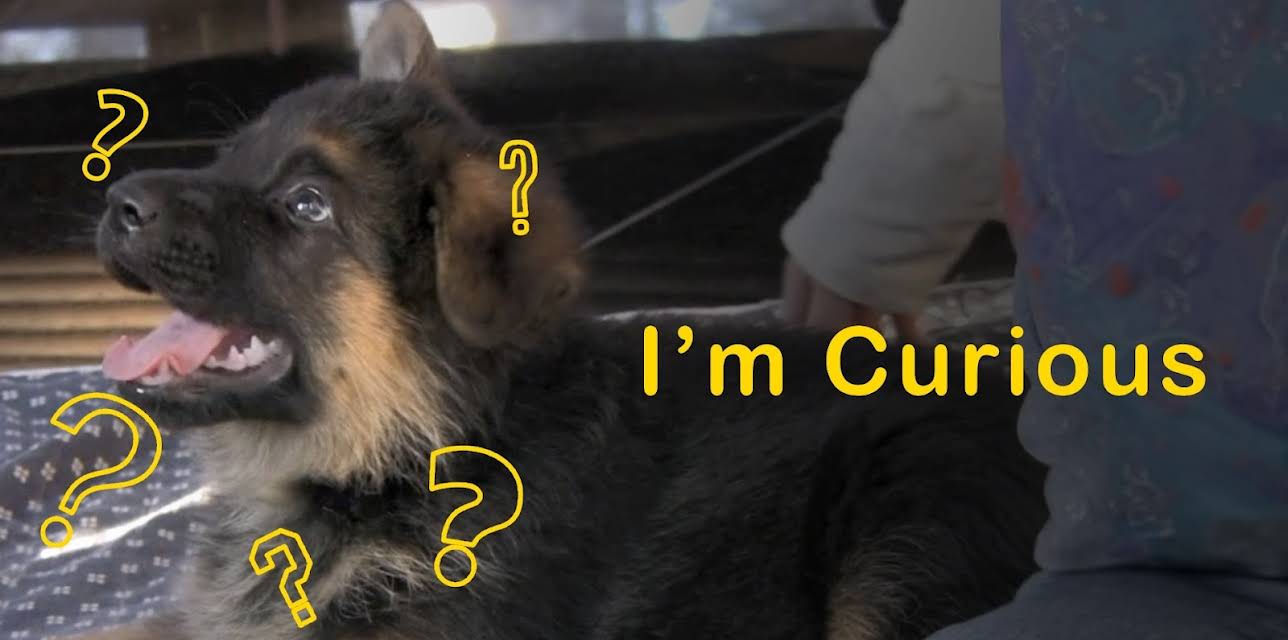 I'm Curious