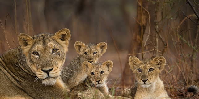 04:55: Wildes Indien: Wüsten | 3SAT | 2/6 2026