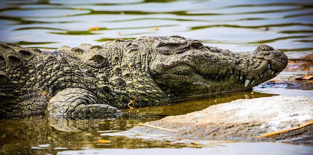 16:20: Grandes Documentales Del Amanecer Al Crepusculo | LA 2 | 1/10 2026