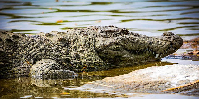 Grandes Documentales Del Amanecer Al Crepusculo