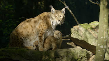 17:15: Naturerbe Österreich - Die Nationalparks: Herausforderungen | 3SAT | 10/25 2026