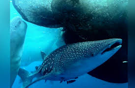 Nature's Greatest Secret - The Coral Triangle: Paradise under Pressure