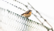 Braunkehlchen, Kiebitz & Kaiseradler - Wie retten wir Österreichs Vogelwelt?