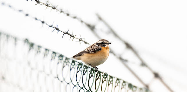 13:30: Braunkehlchen, Kiebitz & Kaiseradler - Wie retten wir Österreichs Vogelwelt? | 3SAT | 11/4 2025