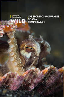 16:05: Los secretos naturales de Asia: Jóvenes y salvajes | Nat Geo Wild | 3/13 2026