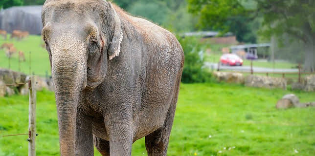 10:15 AM: Animal Park | BBC One Wales | 1/2 2026