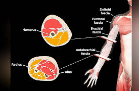 How We Move: The Gross Anatomy of Motion: Shoulder to Elbow: The Anatomical Arm