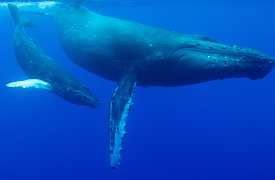 Djurens otroliga färder: Havsodysséer