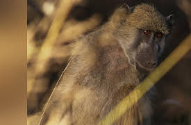 Wild Africa Rivers of Life Season 1: Shaping the Earth