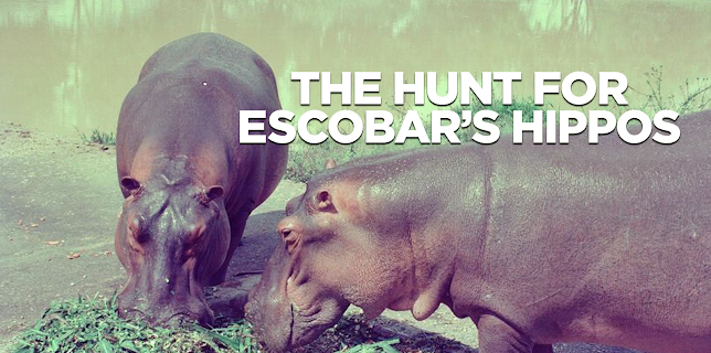 The Hunt for Escobar's Hippos (2020)