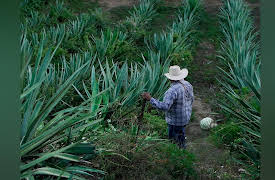 Holy Water: Raicilla de la Costa - The Sighting