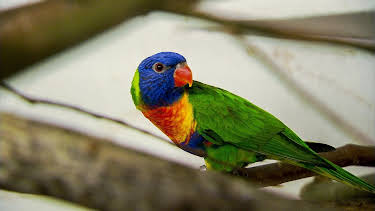 14:25: Elefant, Tiger & Co. (290) | MDR Fernsehen | 4/10 2026