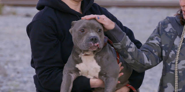 15:00: Pit Bulls & Parolees (S10 E18) (S10) | Animal Planet | 12/7 2025