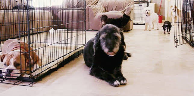 Life in the Doghouse (2018)