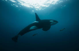 Earthsounds: Atlantic Coasts