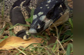 Monsters Resurrected: Season 1: The Great Ripper