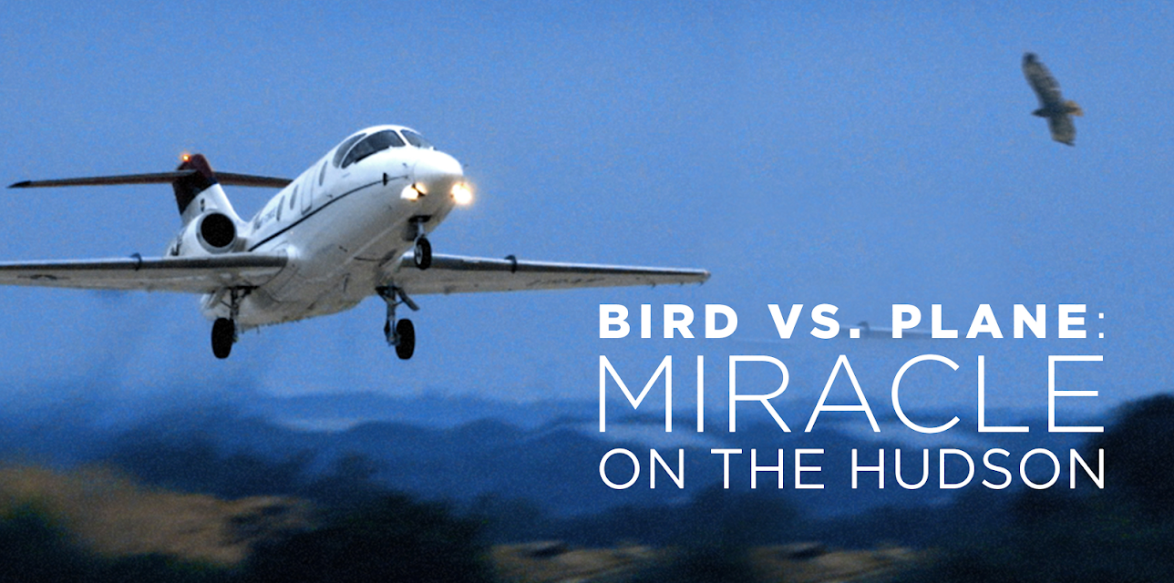 Bird vs. Plane: Miracle on the Hudson (2019)