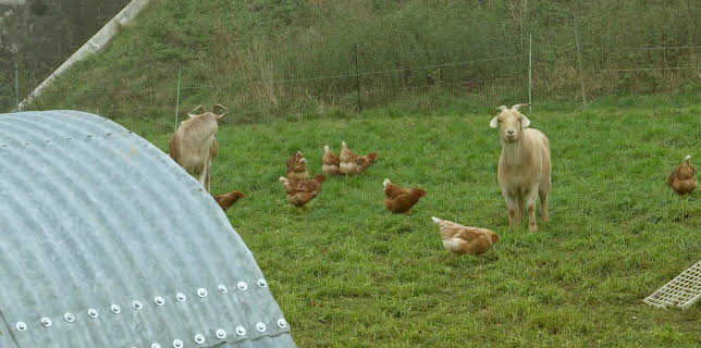 04:40: Die Nordreportage: Hofgeschichten | Radio Bremen | 2/23 2026