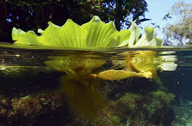 The Green Planet, Season 1: Water Worlds