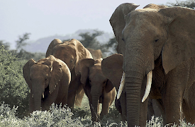 Great Rift: Africa's Wild Heart: Grass