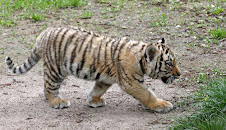 Giraffe, Erdmännchen & Co. (189)