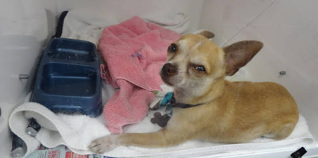 08:30: Dyrlegen i Rocky Mountain (S3 E4) (S3) | Animal Planet | 1/6 2026