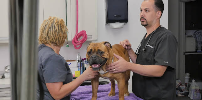 11:15: The Vet Life (S1 E8) (S1) | Animal Planet | 12/8 2025