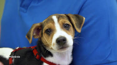 12:15: Die Tierärzte - Retter mit Herz (25/60) | Das Erste | 4/11 2026