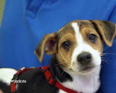 Die Tierärzte - Retter mit Herz (25/60)