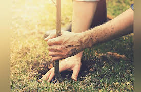 The Science of Gardening: Planting for Survival