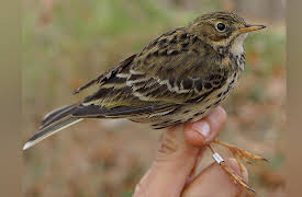 The National Geographic Guide to Birding in North America: Birds and People
