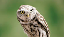 Animal Cops Miami (S16 E2)