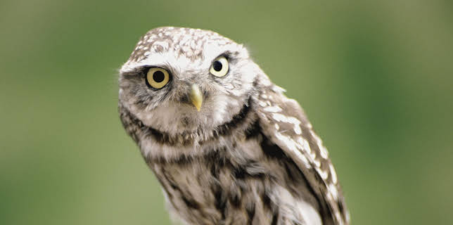 11:15: Animal Cops Miami (S16 E2) (S16) | Animal Planet | 11/27 2025